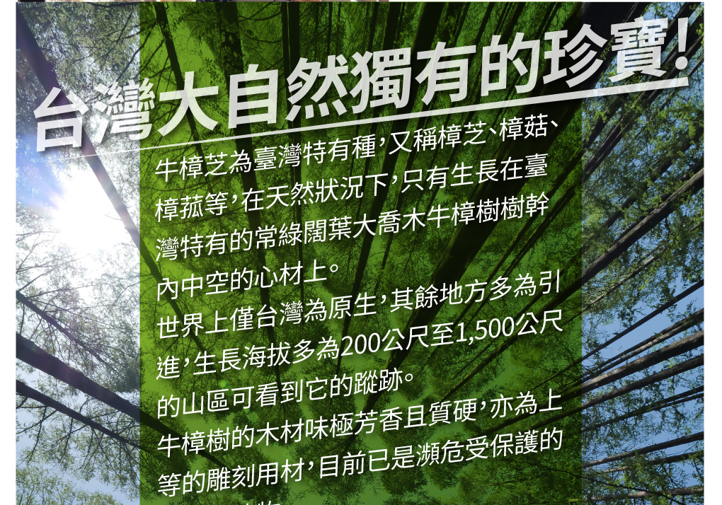 我愛簡單購 IEasyShopping 【歐萃OTREE】增益康牛樟芝菌絲體膠囊(買5送1)